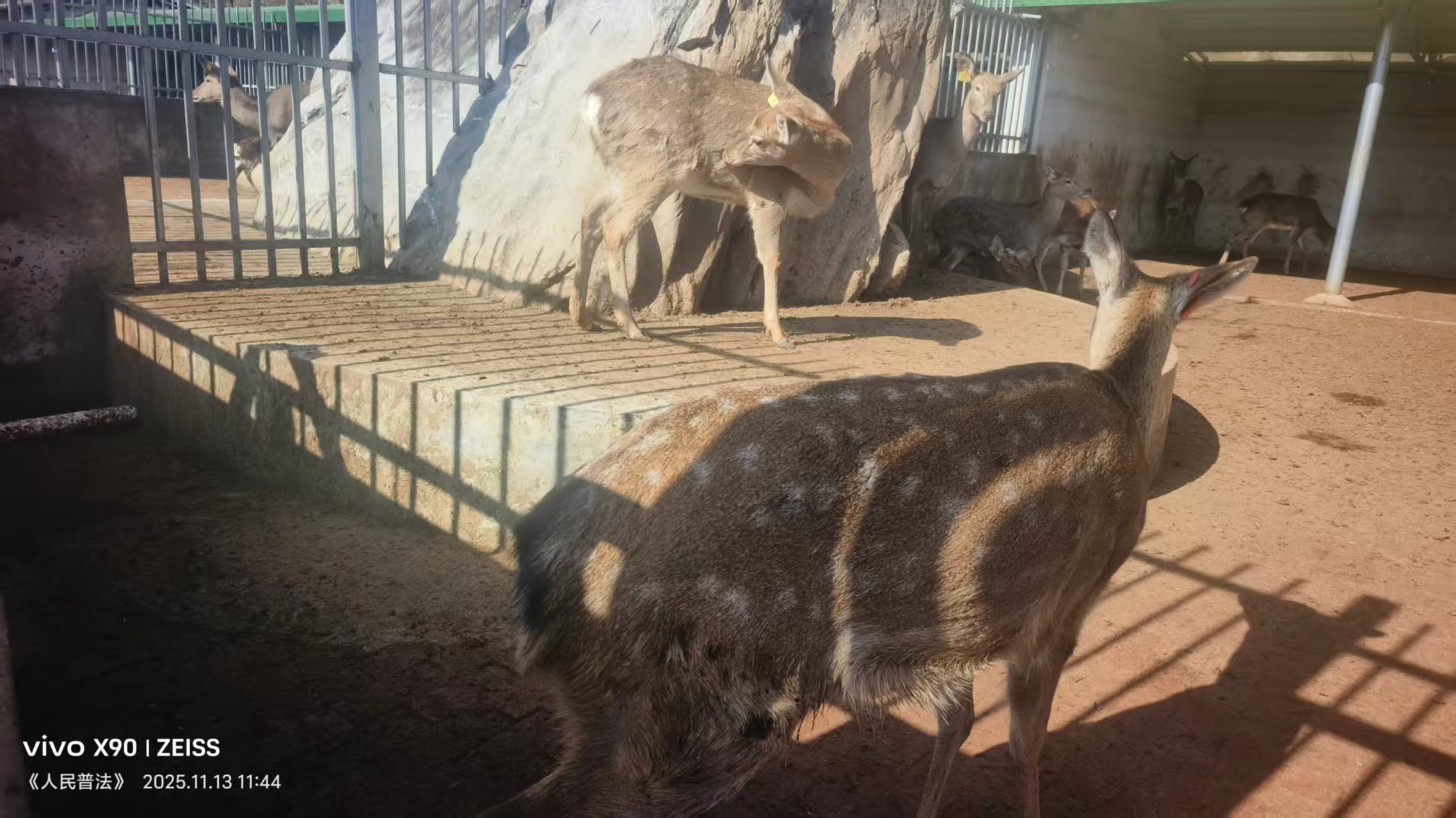 秦岭南麓展新颜，梅花鹿鸣促振兴